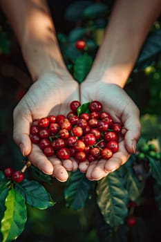 Coffee beans harvest in the hands of a woman. Selective focus. nature.