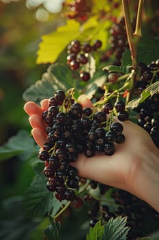 Harvest in the hands of a woman in the garden. Selective focus. nature.