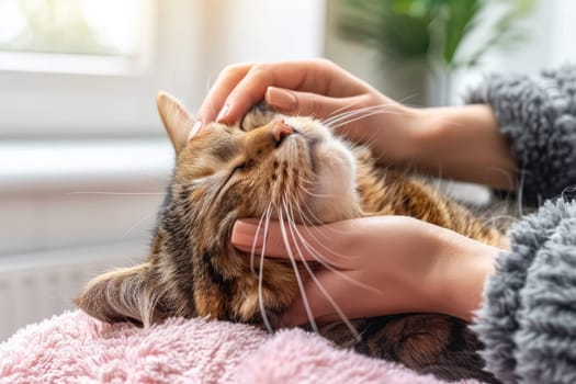 Woman grooming a cat. Pet care and grooming concept.