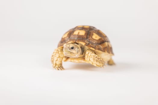 An isolated portrait of the sulcata tortoise, a patient and cute African reptile, highlighting the beauty of its unique design and pattern against a white background.
