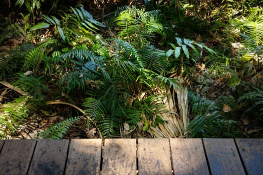 Dark wood table top with green palm tree in tropical forest.
