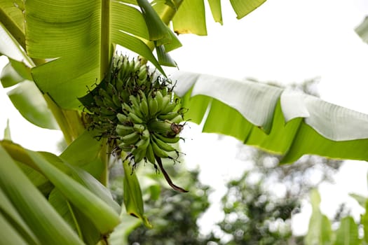 Raw green bananas fruit growing on tropical farm during harvest time.