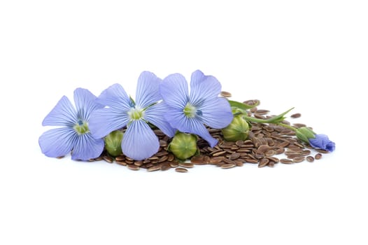 Flax flower and linseed seeds with flax fruit round capsules isolated on white background