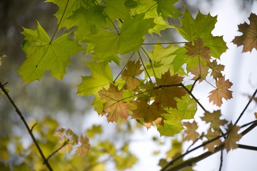 Tree branch adorned with green and yellow leaves, highlighted by the sunlight filtering through, stands out against a gently blurred backdrop of blue sky