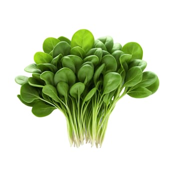 Spinach microgreens Spinacia oleracea deep green leaves with a hint of red delicately arranged Microgreen. Microgreen isolated on transparent background.