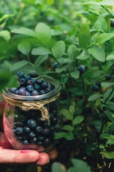 Man picking berries, process of collecting harvesting into glass jar in the forest. Bush of ripe wild blackberry in summer. Concept of organic locally grown blueberries, Seasonal bilberry countryside eco friendly