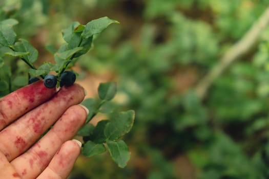 Female hand collecting picking Blueberries in the forest with green leaves and bushes in the background. Harvested berries, process of collecting, harvesting and picking berries in the forest. Copy space Bush of ripe wild blackberry bilberry in summer.