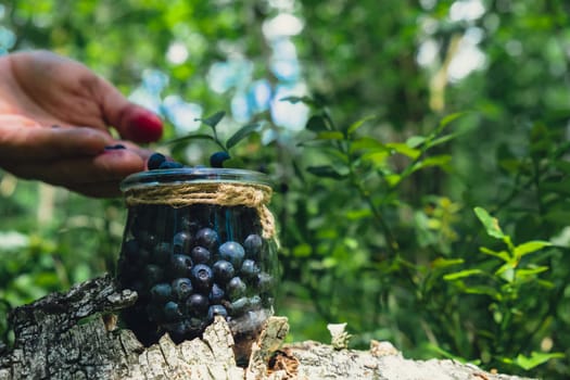 Man picking berries, process of collecting harvesting into glass jar in the forest. Bush of ripe wild blackberry in summer. Concept of organic locally grown blueberries, Seasonal bilberry countryside eco friendly