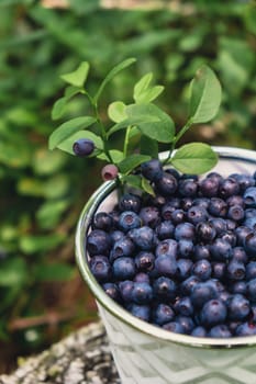 Close-up of Blueberries in white bucket in the forest with green leaves. Country life gardening eco friendly living Harvested berries, process of collecting, harvesting berries into glass jar in the forest. Bush of ripe wild blackberry bilberry in summer.