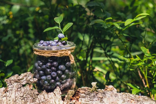 Close-up of Blueberries in the forest with green leaves. Country life gardening eco friendly living Harvested berries, process of collecting, harvesting berries into glass jar in the forest. Bush of ripe wild blackberry bilberry in summer.