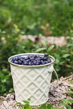 Close-up of Blueberries in white bucket in the forest with green leaves. Country life gardening eco friendly living Harvested berries, process of collecting, harvesting berries into glass jar in the forest. Bush of ripe wild blackberry bilberry in summer.