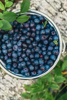 Close-up of Blueberries in white bucket in the forest with green leaves. Country life gardening eco friendly living Harvested berries, process of collecting, harvesting berries into glass jar in the forest. Bush of ripe wild blackberry bilberry in summer.