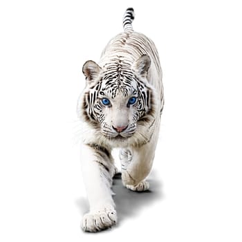 Animal isolated on transparent background. Regal white tiger Panthera tigris prowling striking white fur with black stripes intense blue eyes.