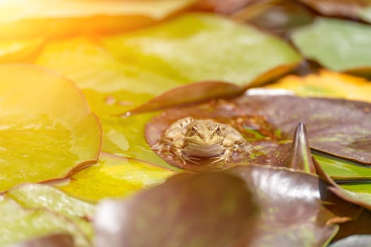 frog leaf water lily. A small green frog is sitting at the edge of water lily leaves in a pond.
