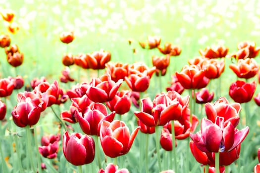 a bulbous spring flowering plant of the lily family, with boldly colored cup shaped flowers.