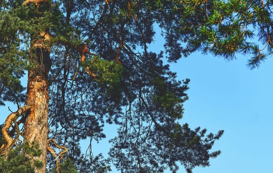 an evergreen coniferous tree that has clusters of long needle shaped leaves.