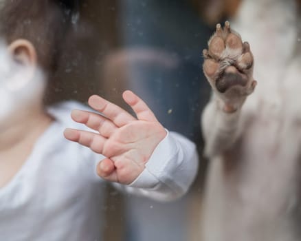 Close-up of baby boy's palm and paw of Jack Russell Terrier dog on patio window