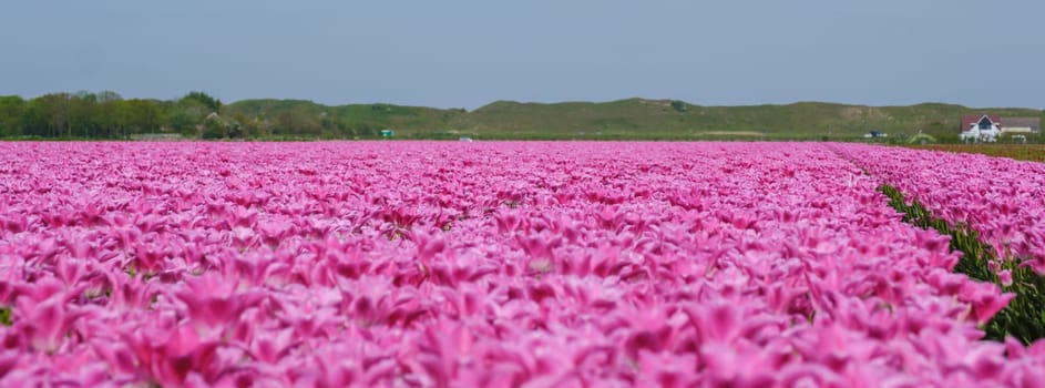 A breathtaking view of a vast field of vibrant pink tulips basking in the warm sunlight on a clear day in Texel, Netherlands.