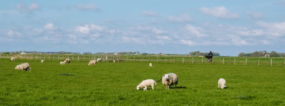 A harmonious group of sheep peacefully grazes in a scenic field in Texel, Netherlands, under the gentle sunlight.