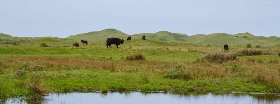A group of cows peacefully grazing on lush green grass near a serene pond on the picturesque island of Texel, Netherlands. Nationaal Park Duinen van Texel