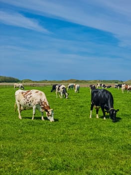 A harmonious scene unfolds as a group of cows peacefully graze on the lush green fields of Texel, Netherlands.