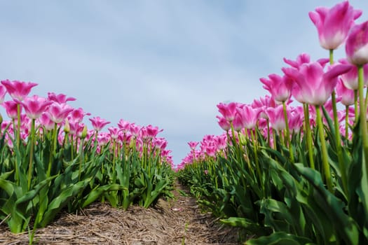 A field of vibrant pink tulips sway gracefully in the Texel Netherlands, bathed in golden sunlight.