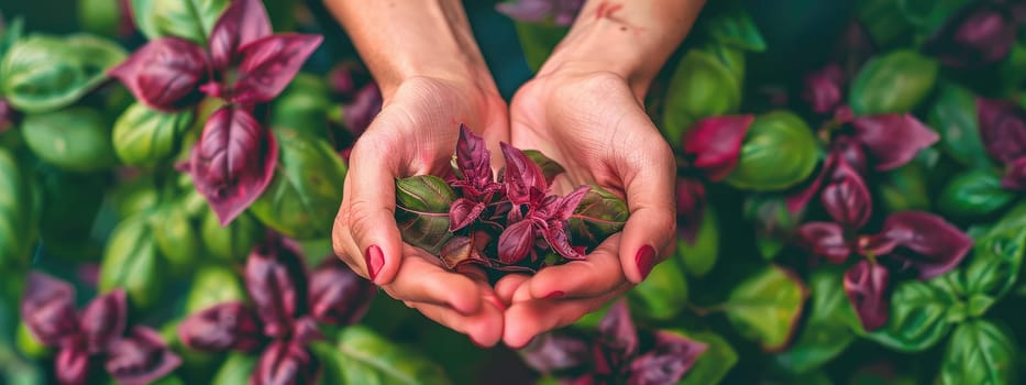 Harvest in the hands of a woman in the garden. Selective focus. nature.