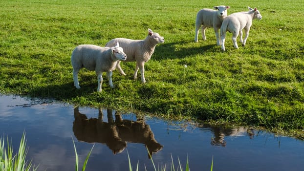 Three fluffy white sheep peacefully grazing in a lush grassy field near a serene pond under the clear blue sky.