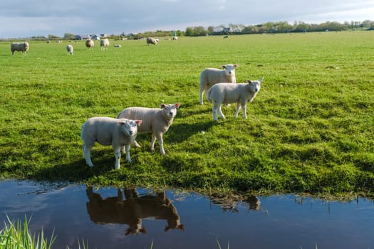 A group of sheep, with fluffy white wool and gentle faces, stand peacefully next to a clean pond in Texel, Netherlands.