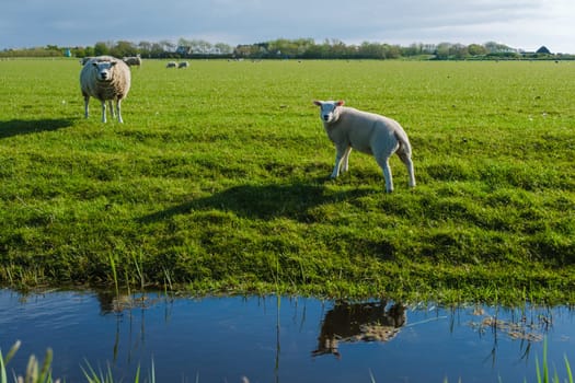 Two sheep peacefully standing in a lush grassy field next to a picturesque pond in Texel, Netherlands.