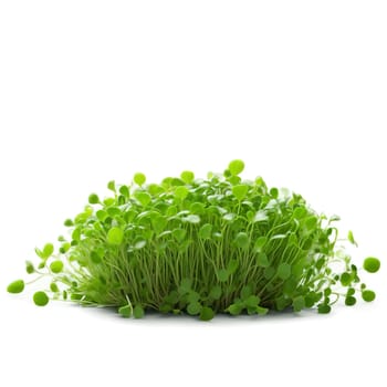 Coriander microgreens Coriandrum sativum delicate green leaves with a citrusy flavor gracefully unfurled Microgreen super. Microgreen isolated on transparent background.