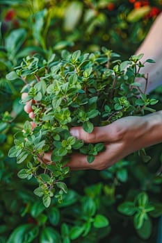 Harvest in the hands of a woman in the garden. Selective focus. nature.