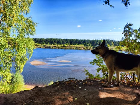 Big dog German Shepherd near water of lake or river on summer, spring or autumn time. Russian eastern European dog veo