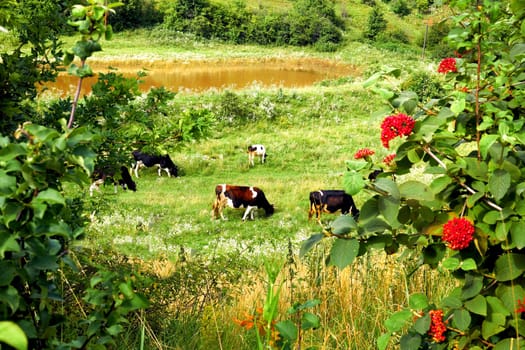 a large group of animals, especially hoofed mammals, that live, feed, or migrate together