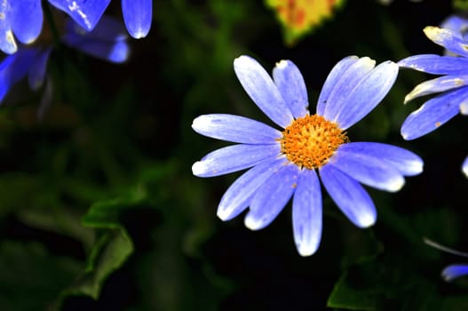 Purple swan river daisy or Brachyscome iberidifolia Benth, asteraceae on a sunny spring day are delicate and stunningly spectacular, beautifull flower