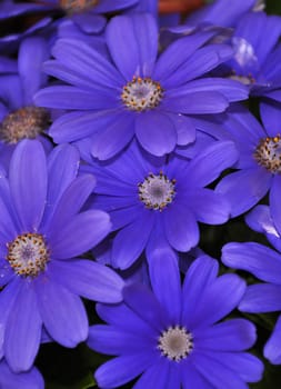 Purple swan river daisy or Brachyscome iberidifolia Benth, asteraceae on a sunny spring day are delicate and stunningly spectacular, beautifull flower