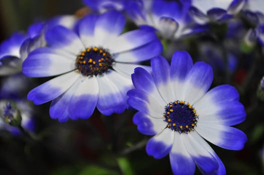 Purple swan river daisy or Brachyscome iberidifolia Benth, asteraceae on a sunny spring day are delicate and stunningly spectacular, beautifull flower