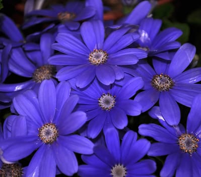 Purple swan river daisy or Brachyscome iberidifolia Benth, asteraceae on a sunny spring day are delicate and stunningly spectacular, beautifull flower