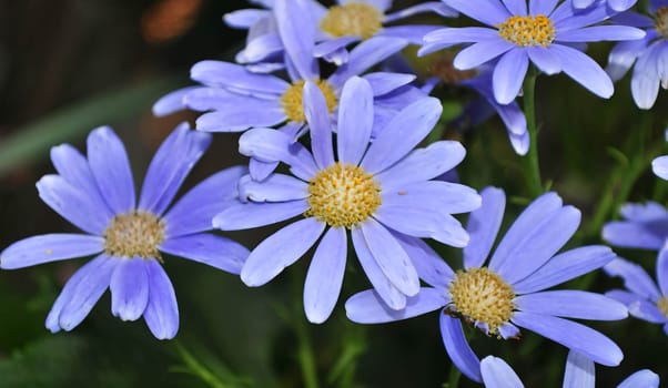 Purple swan river daisy or Brachyscome iberidifolia Benth, asteraceae on a sunny spring day are delicate and stunningly spectacular, beautifull flower