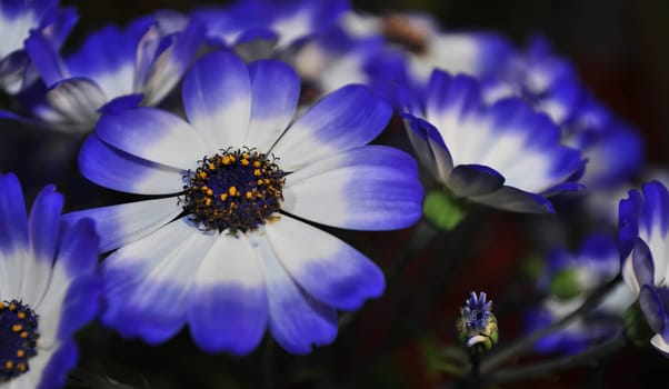 Purple swan river daisy or Brachyscome iberidifolia Benth, asteraceae on a sunny spring day are delicate and stunningly spectacular, beautifull flower