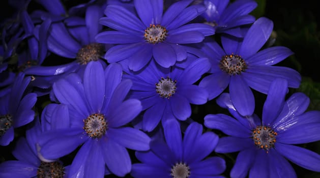 Purple swan river daisy or Brachyscome iberidifolia Benth, asteraceae on a sunny spring day are delicate and stunningly spectacular, beautifull flower