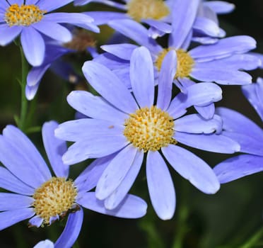 Purple swan river daisy or Brachyscome iberidifolia Benth, asteraceae on a sunny spring day are delicate and stunningly spectacular, beautifull flower