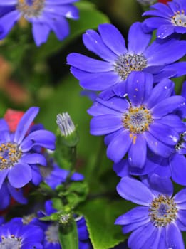 Purple swan river daisy or Brachyscome iberidifolia Benth, asteraceae on a sunny spring day are delicate and stunningly spectacular, beautifull flower