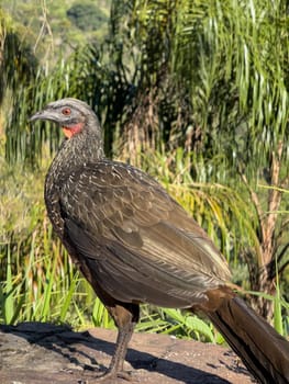 Wild Jacu bird with detailed feathers and red eyes in its natural environment.