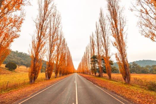 The iconic Gould Memorial Drive in autumn colours on the Buxton-Marysville Rd near the country town of Marysville in Victoria, Australia