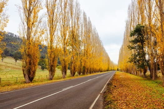 The iconic Gould Memorial Drive in autumn colours on the Buxton-Marysville Rd near the country town of Marysville in Victoria, Australia