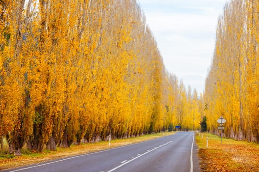 The iconic Gould Memorial Drive in autumn colours on the Buxton-Marysville Rd near the country town of Marysville in Victoria, Australia