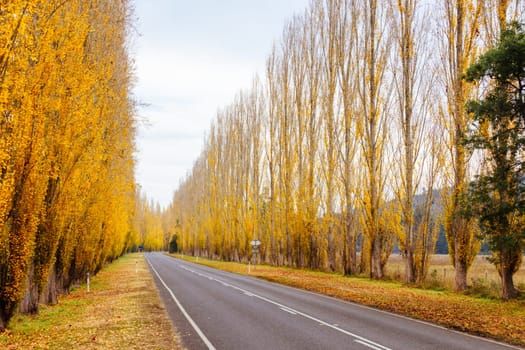 The iconic Gould Memorial Drive in autumn colours on the Buxton-Marysville Rd near the country town of Marysville in Victoria, Australia