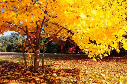 MARYSVILLE, AUSTRALIA - APRIL 28 2024: Brilliant autumn colors in streets in the quaint tourist country town of Marysville on an autumn morning in Victoria, Australia