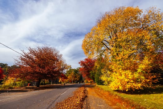 MARYSVILLE, AUSTRALIA - APRIL 28 2024: Brilliant autumn colors in streets in the quaint tourist country town of Marysville on an autumn morning in Victoria, Australia